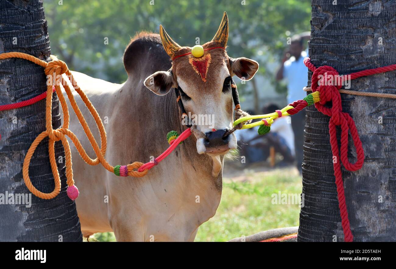 Portrait d'un combat Bullkattu Bull.Bull se tient dans le Villages de Tamil Nadu dans le cadre de la récolte festival, village indien du Sud Jallikattu taureau Banque D'Images