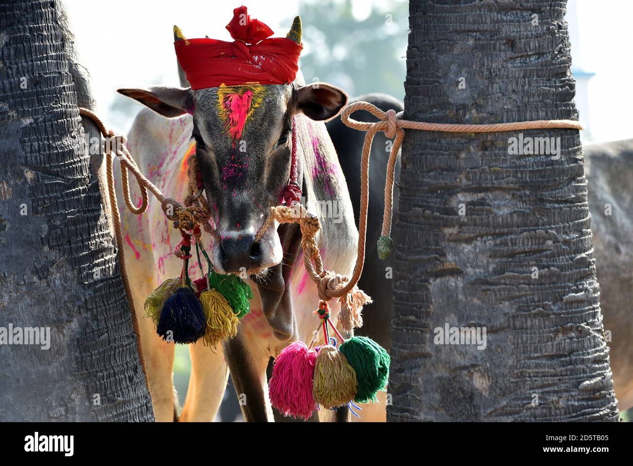 Portrait d'un combat Bullkattu Bull.Bull se tient dans le Villages de Tamil Nadu dans le cadre de la récolte festival, village indien du Sud Jallikattu taureau Banque D'Images