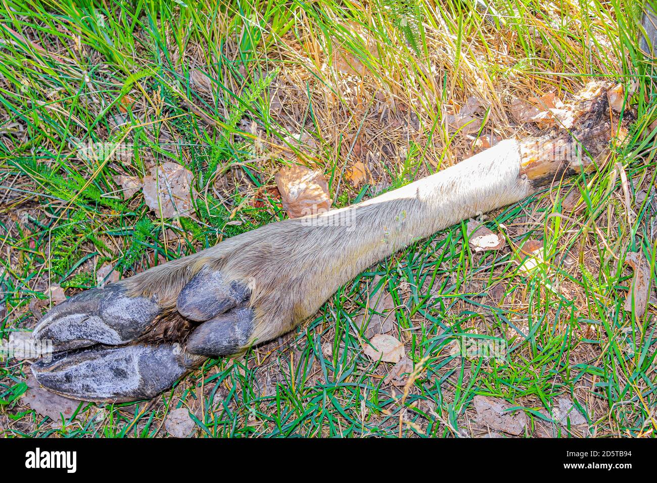 Elk mort. La jambe coupée de wapiti d'orignal se trouve dans un pré en Norvège. Banque D'Images