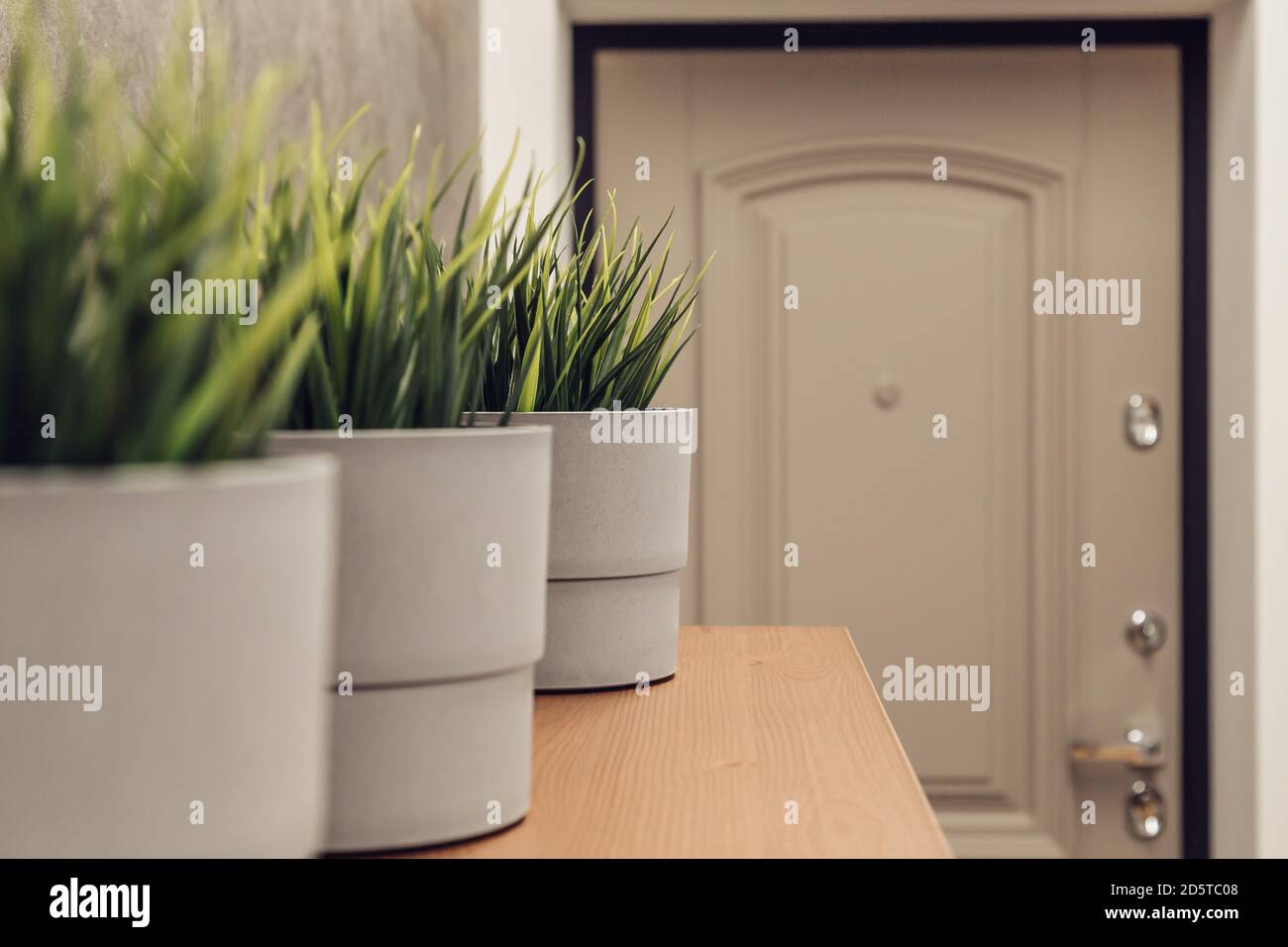 Porte avant et rack avec plantes vertes en béton gris pots dans un style moderne Banque D'Images