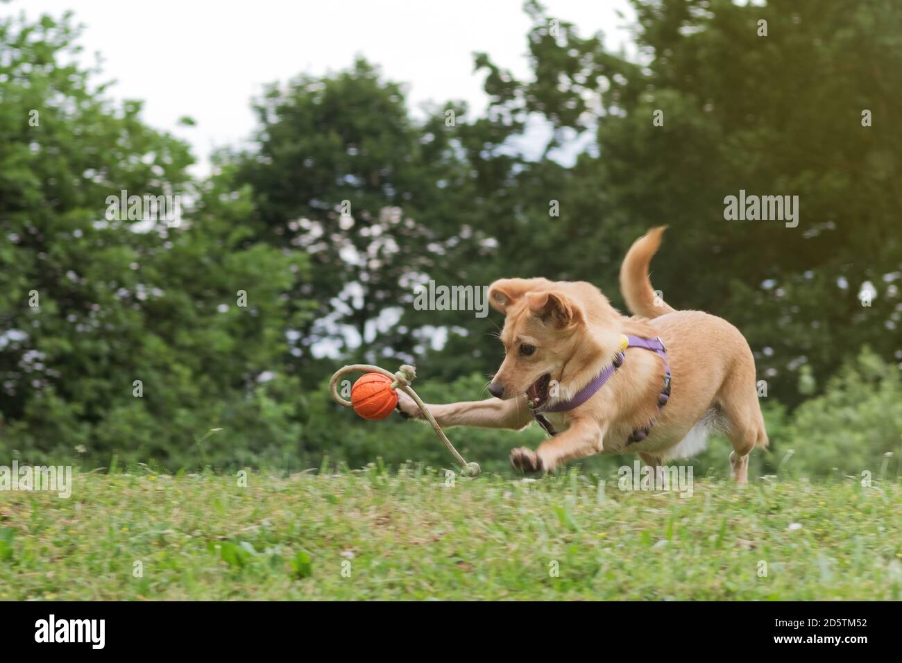 Petit chien heureux brun dans la prairie joue avec une balle. Chiens, animaux de compagnie et concepts de formation d'obéissance Banque D'Images