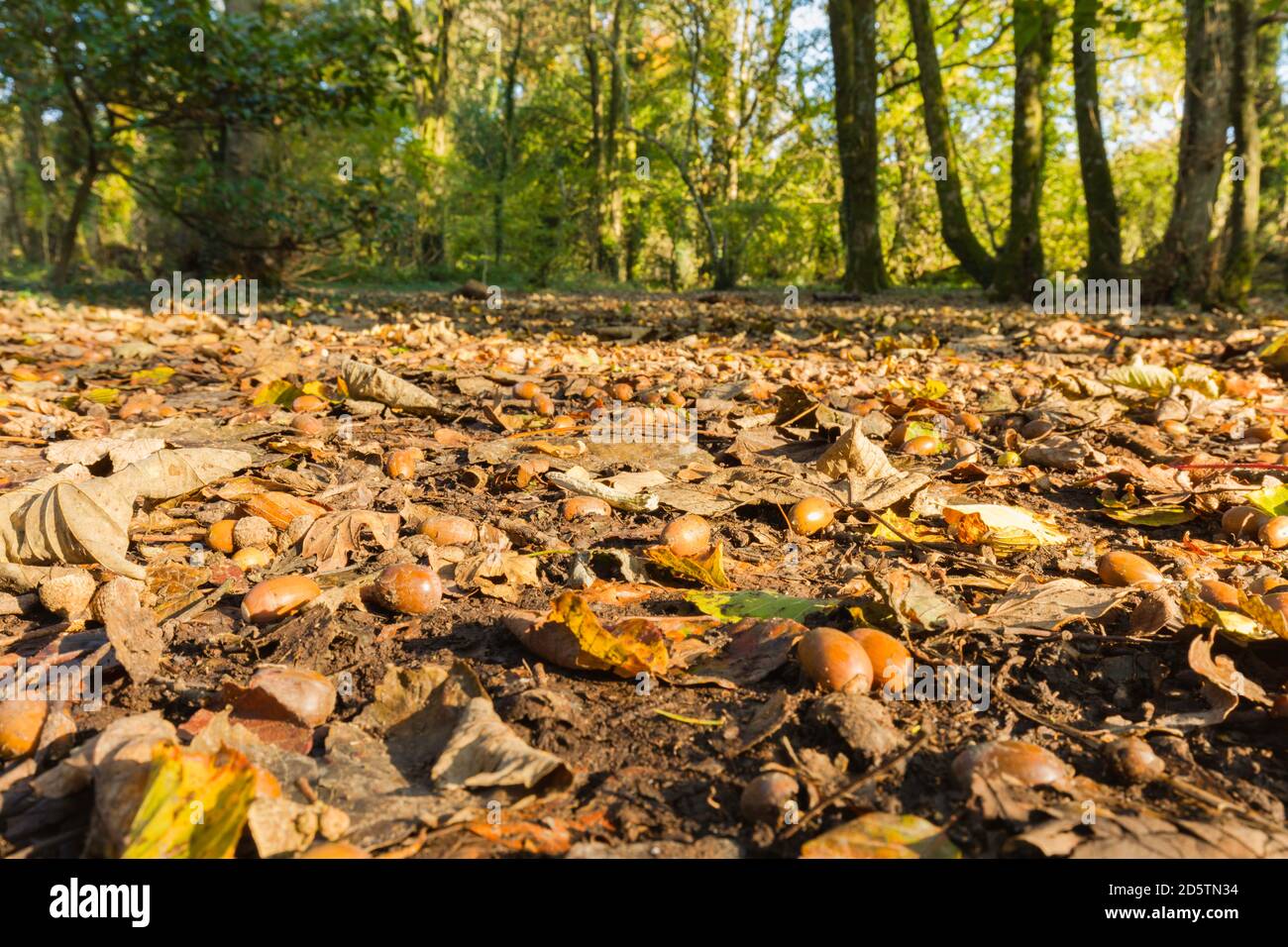 Beaucoup d'acornes dans la forêt, étant tombé des chênes environnants. Banque D'Images