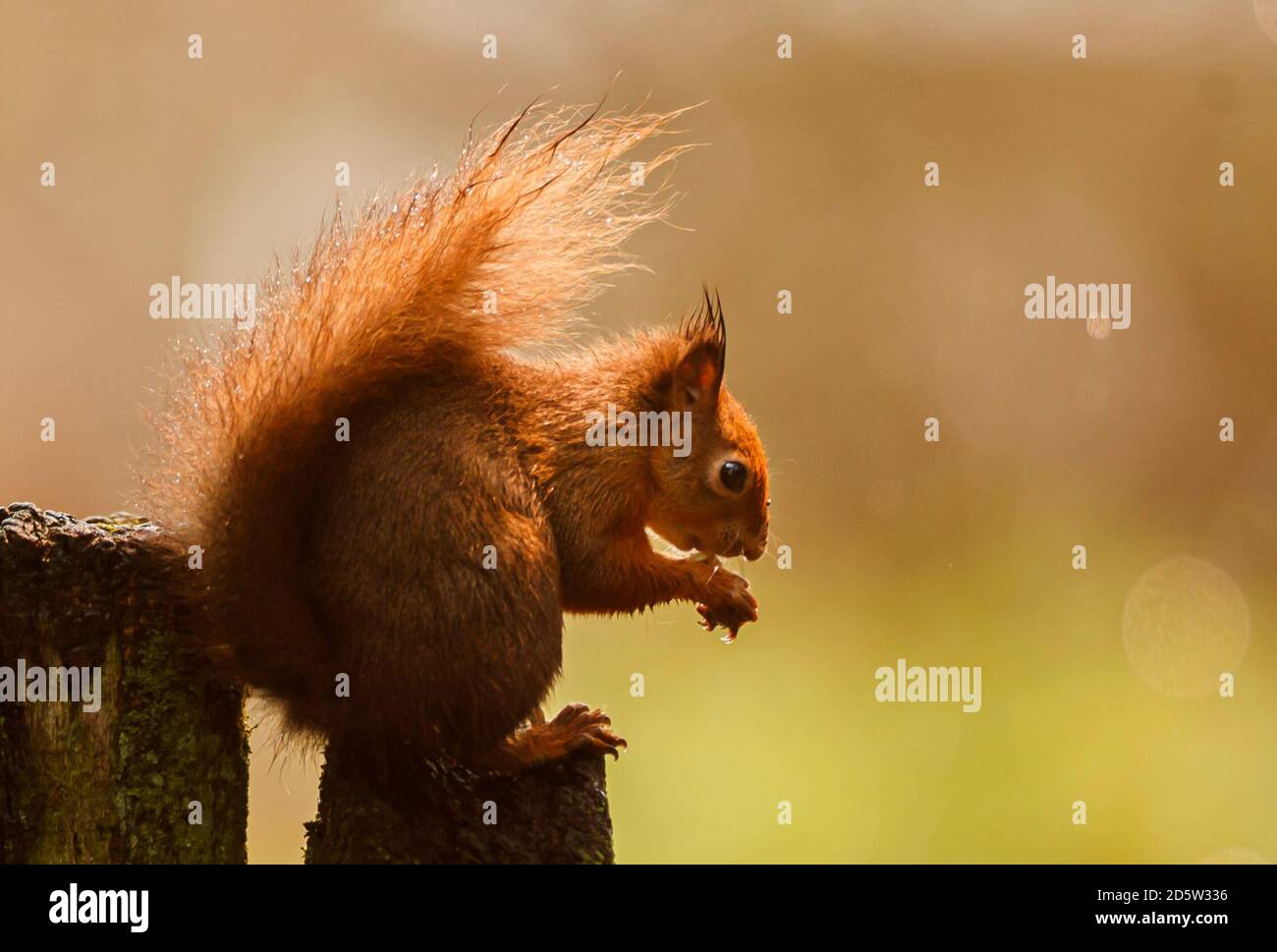 Un écureuil roux fourrait pour de la nourriture avant l'hiver dans la réserve de Widdale Red Squirrel dans le North Yorkshire. Banque D'Images