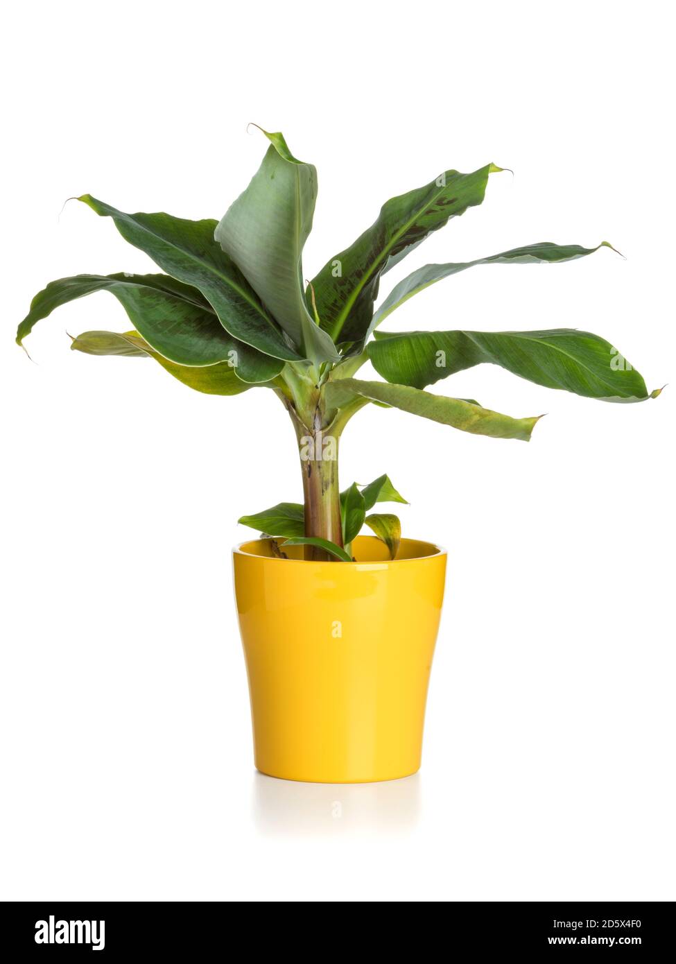 Plante de banane dans pot de fleur jaune isolée sur fond blanc Banque D'Images