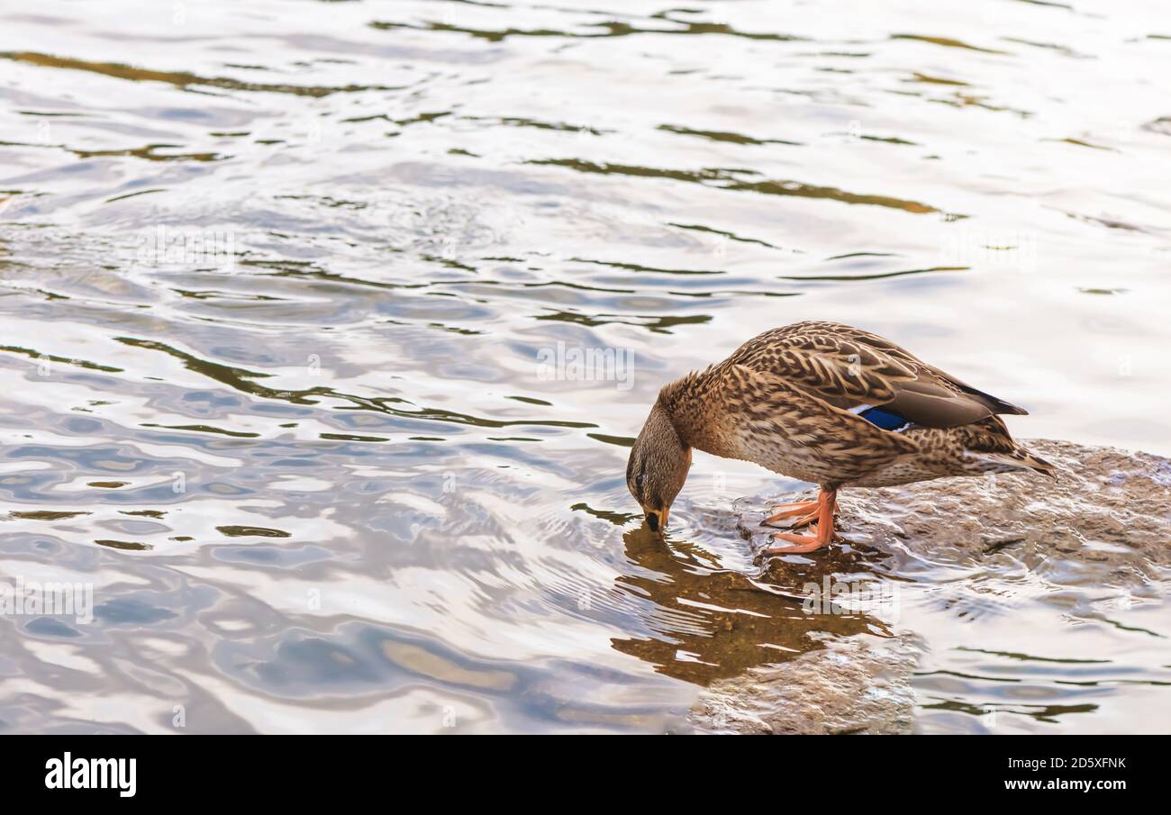 Le canard gris boit de l'eau dans le lac Banque D'Images