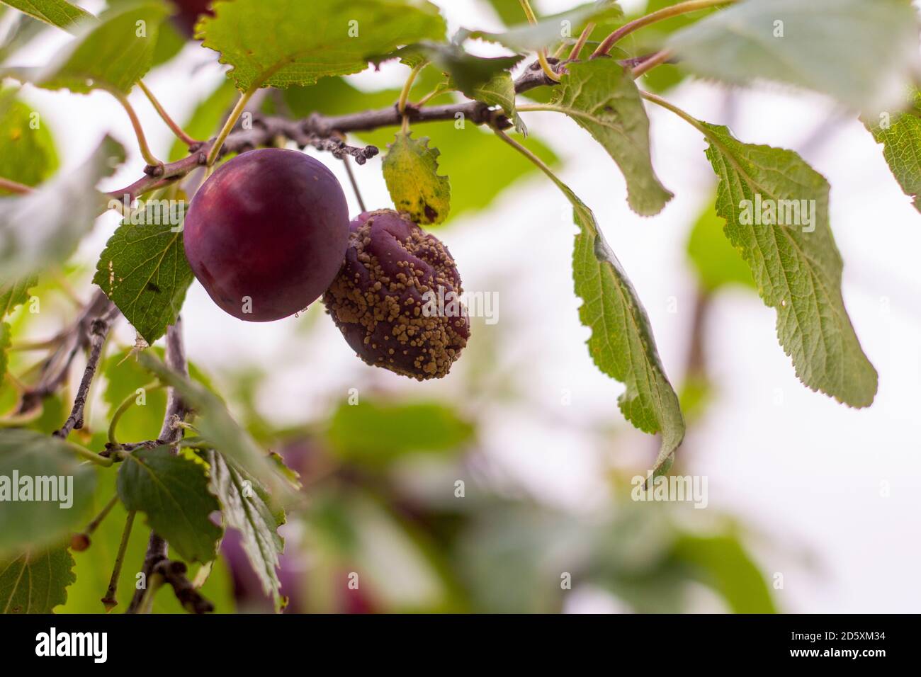 Les prunes moisis sur arbre, infectés par les maladies fongiques Monilinia fructicola ou la pourriture brune. Arrière-plan flou. Banque D'Images