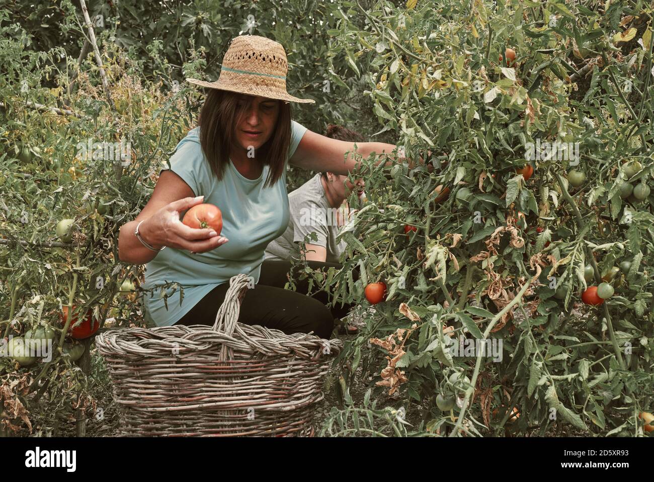 deux femmes d'âge moyen cueilliaient des tomates dans le verger. Concept de ferme Banque D'Images