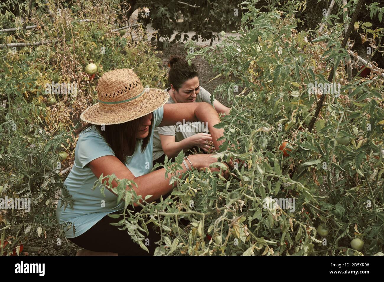 deux femmes d'âge moyen cueilliaient des tomates dans le verger. Concept de ferme Banque D'Images