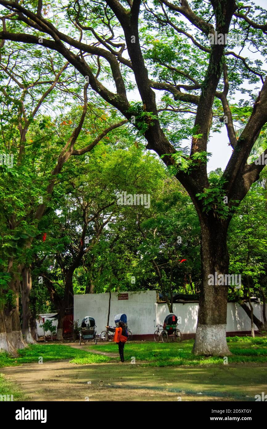 Homme spirituel sous le beau arbre, j'ai capturé cette image de Dhaka, Bangladesh, asie. Banque D'Images