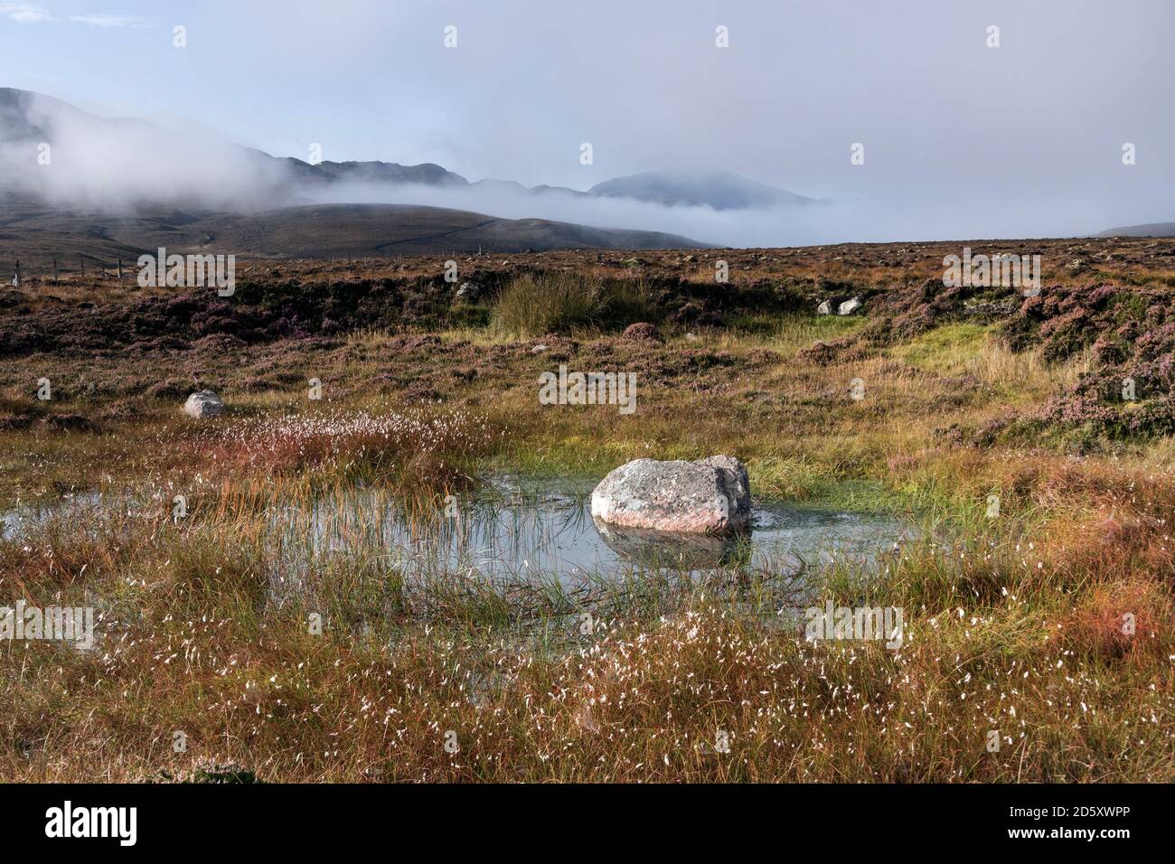 Coton, Sphagnum Moss et Heather poussant dans un habitat de tourbière de couverture de tourbière, Sutherland, Highland, Écosse, Royaume-Uni Banque D'Images