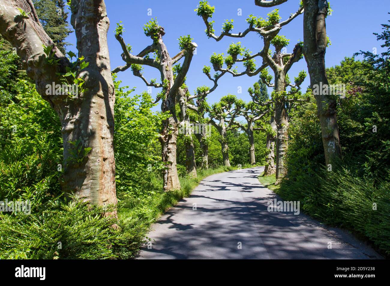 Allemagne, Bade-Wurtemberg, île du Mainau, chemin bordé d'arbres Banque D'Images