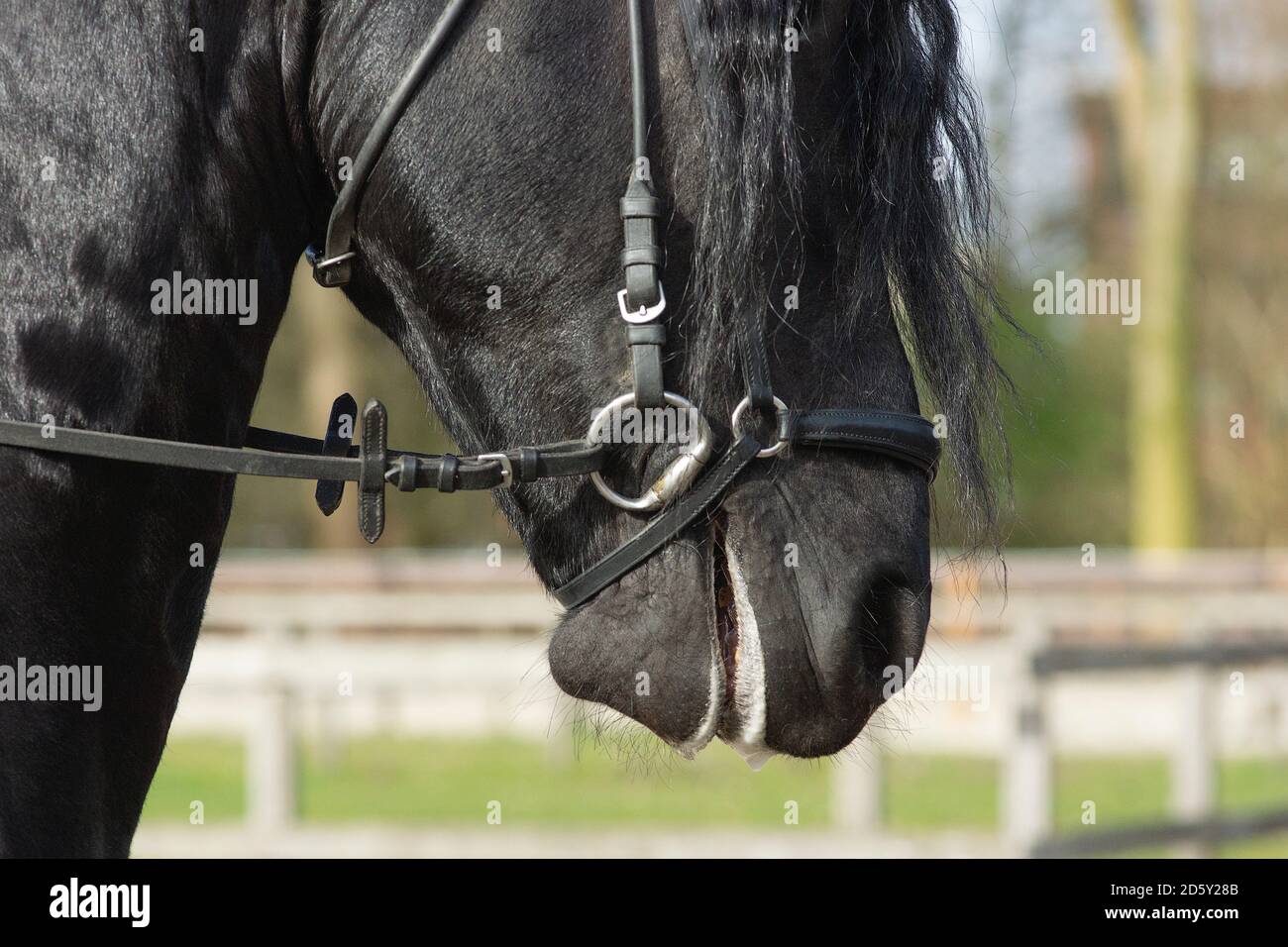 Un détail de la race de dressage spécial Friesian Horse in noir avec fourrure brillante dans un enclos Banque D'Images