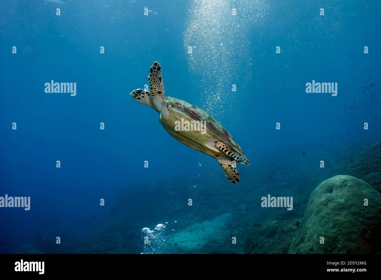 Indonésie, Bali, Nusa Lembongan, tortue imbriquée, Eretmochelys imbricata Banque D'Images