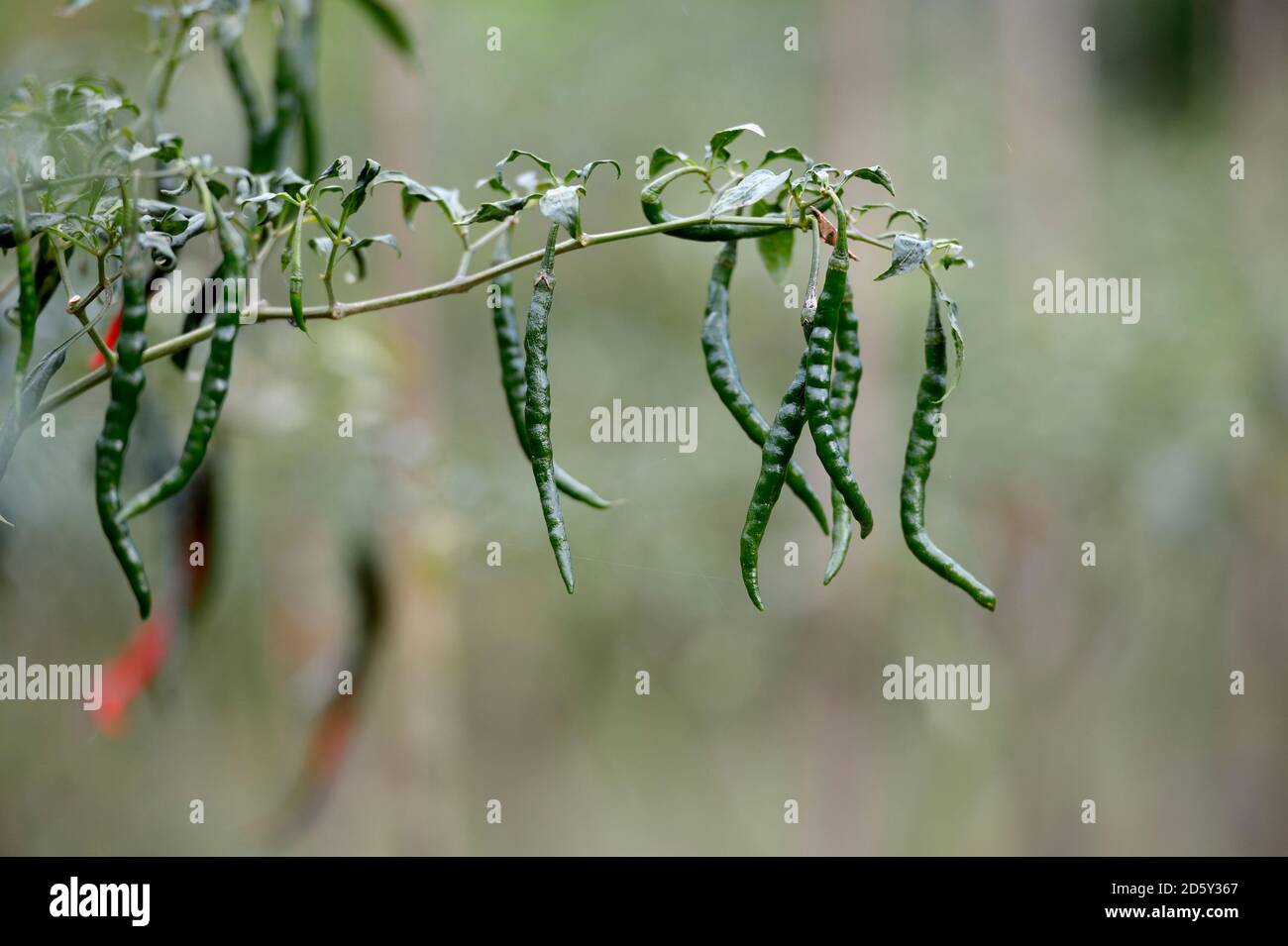 L'Indonésie, Simeulue, gousses de piment vert croissant Banque D'Images