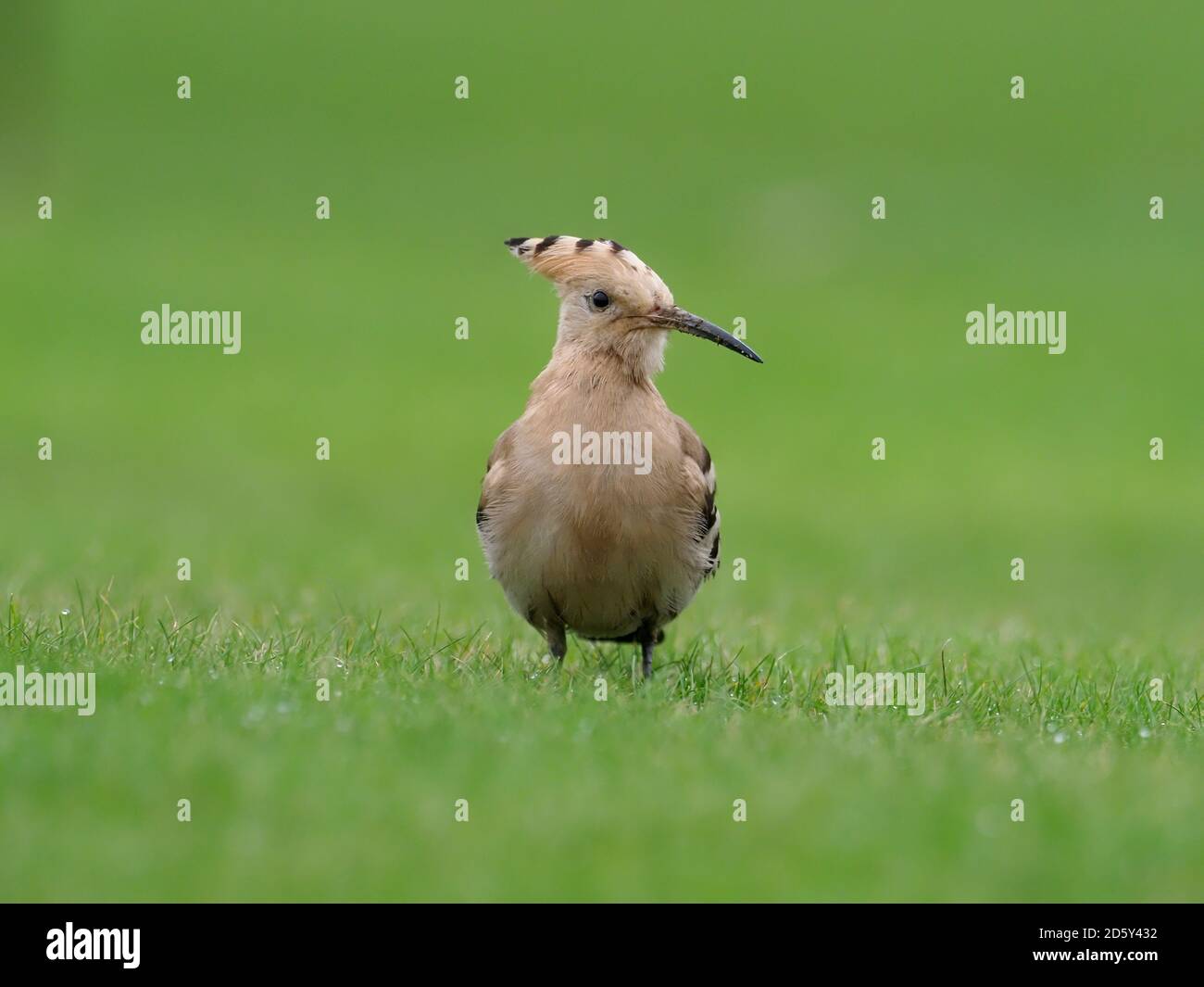 Hoopoe, Upupa Epops, oiseau unique sur l'herbe, Collingham, Yorkshire, octobre 2020 Banque D'Images