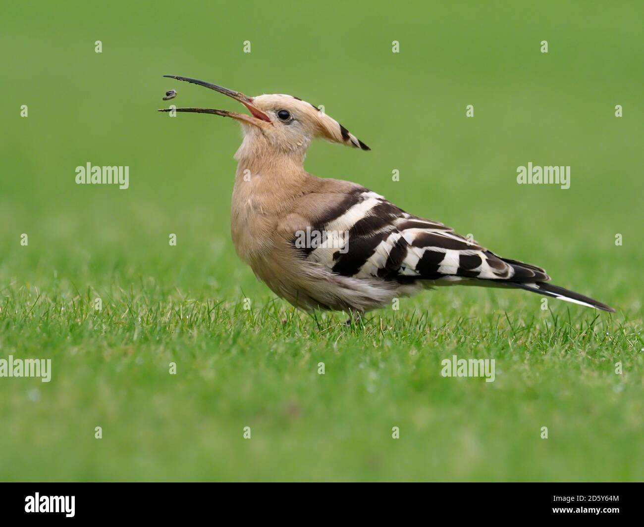 Hoopoe, Upupa Epops, oiseau unique sur l'herbe, Collingham, Yorkshire, octobre 2020 Banque D'Images