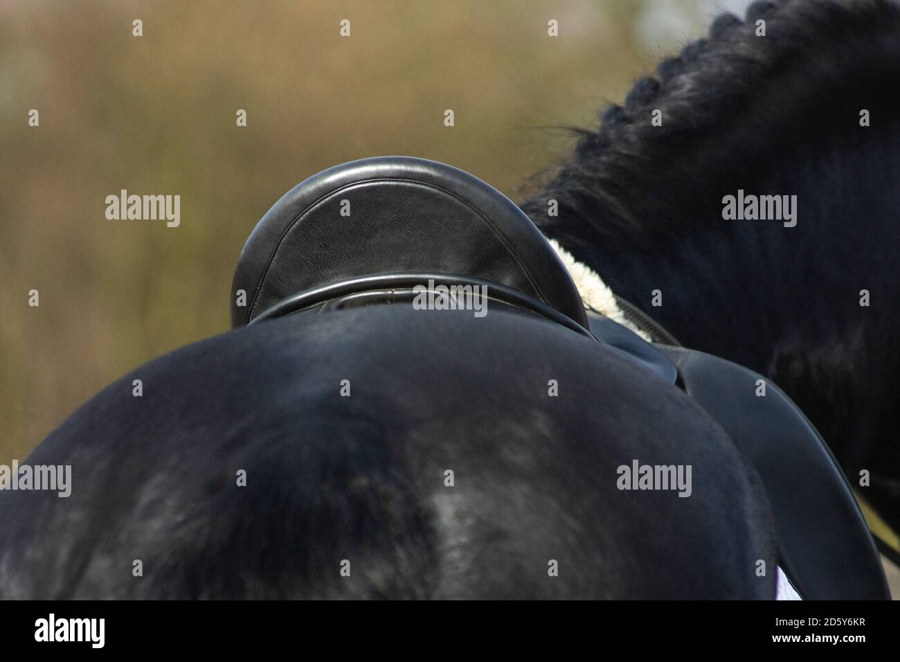 Un détail de la race de dressage spécial Friesian Horse in noir avec fourrure brillante dans un enclos Banque D'Images