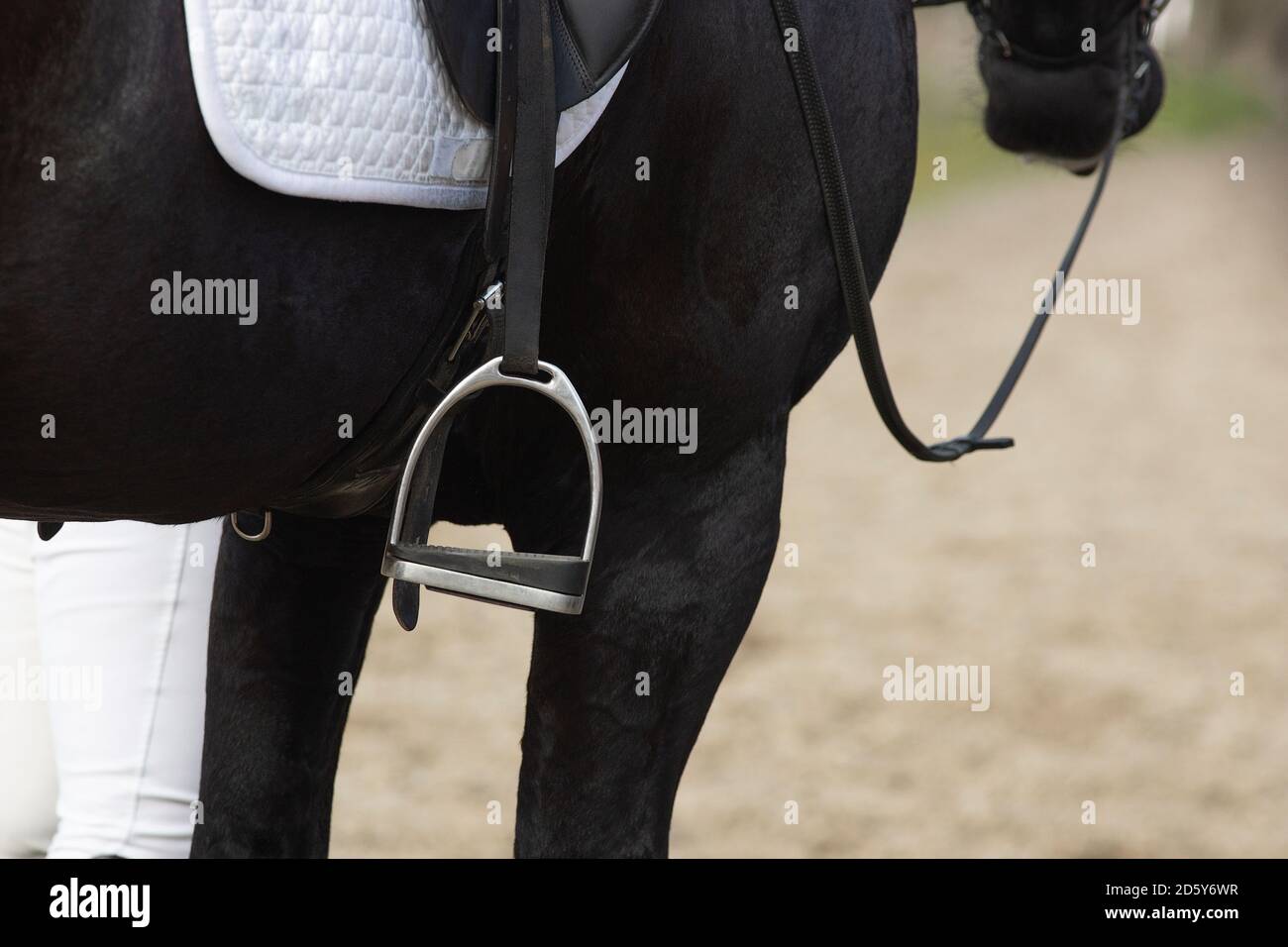 Un détail de la race de dressage spécial Friesian Horse in noir avec fourrure brillante dans un enclos Banque D'Images