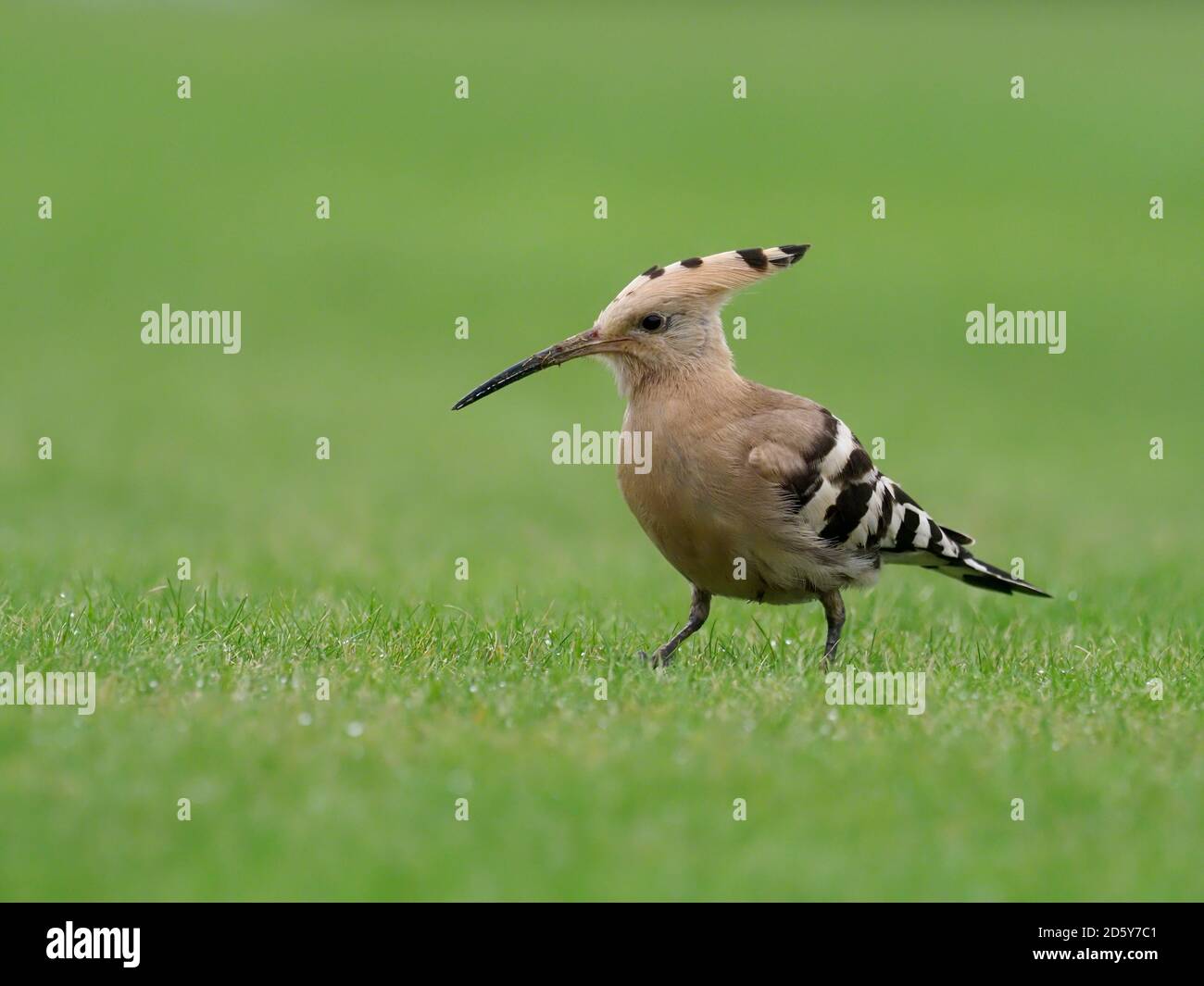 Hoopoe, Upupa Epops, oiseau unique sur l'herbe, Collingham, Yorkshire, octobre 2020 Banque D'Images