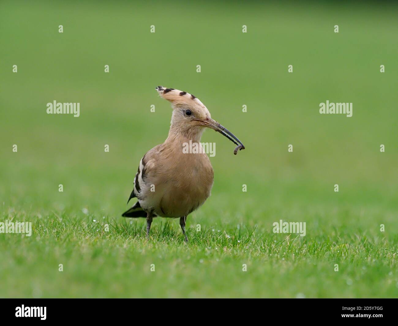 Hoopoe, Upupa Epops, oiseau unique sur l'herbe, Collingham, Yorkshire, octobre 2020 Banque D'Images