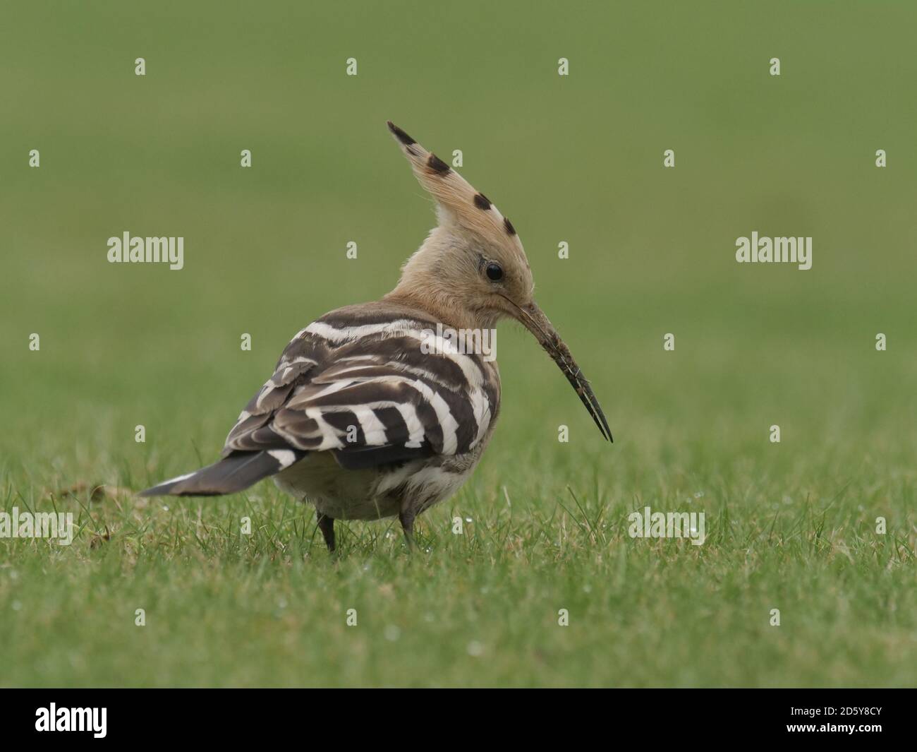 Hoopoe, Upupa Epops, oiseau unique sur l'herbe, Collingham, Yorkshire, octobre 2020 Banque D'Images