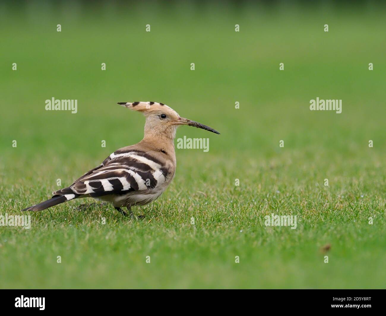 Hoopoe, Upupa Epops, oiseau unique sur l'herbe, Collingham, Yorkshire, octobre 2020 Banque D'Images