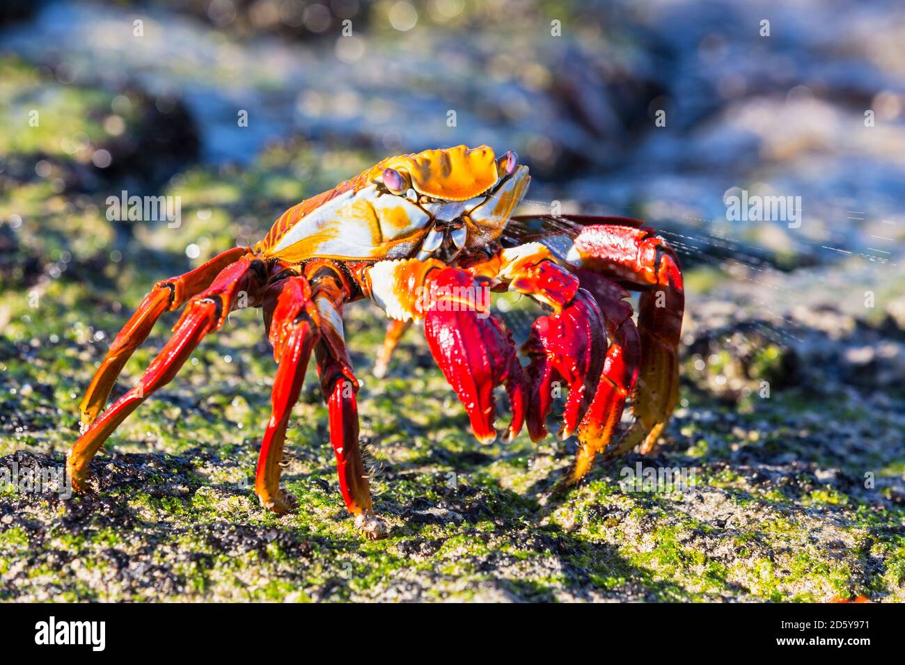 L'Équateur, Îles Galápagos, Santiago, red rock crab Banque D'Images