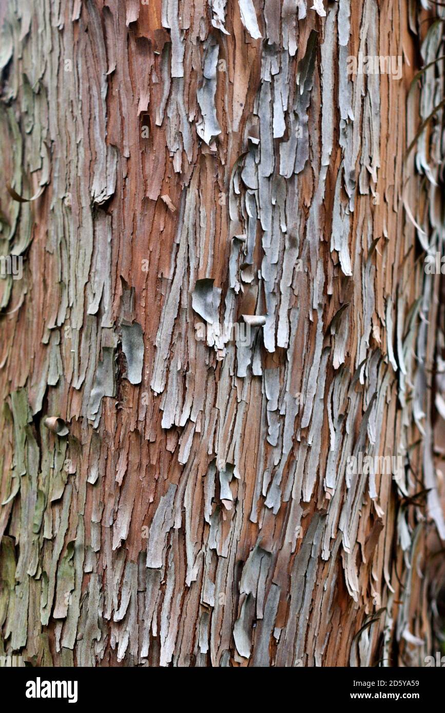 Texture de l'écorce de l'arbre de madrone du Pacifique. Banque D'Images