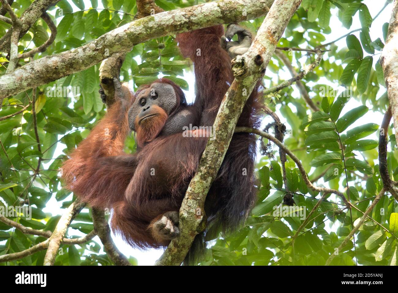 Malaisie, Bornéo, Sabah, Bornean orangutan, Pongo pygmaeus, homme Banque D'Images