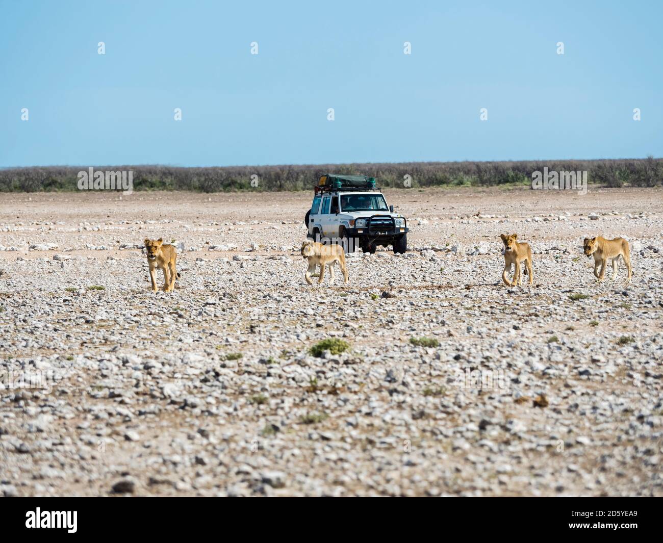 La Namibie, Okaukuejo, Etosha National Park, les jeunes lions femelle et jeep Banque D'Images