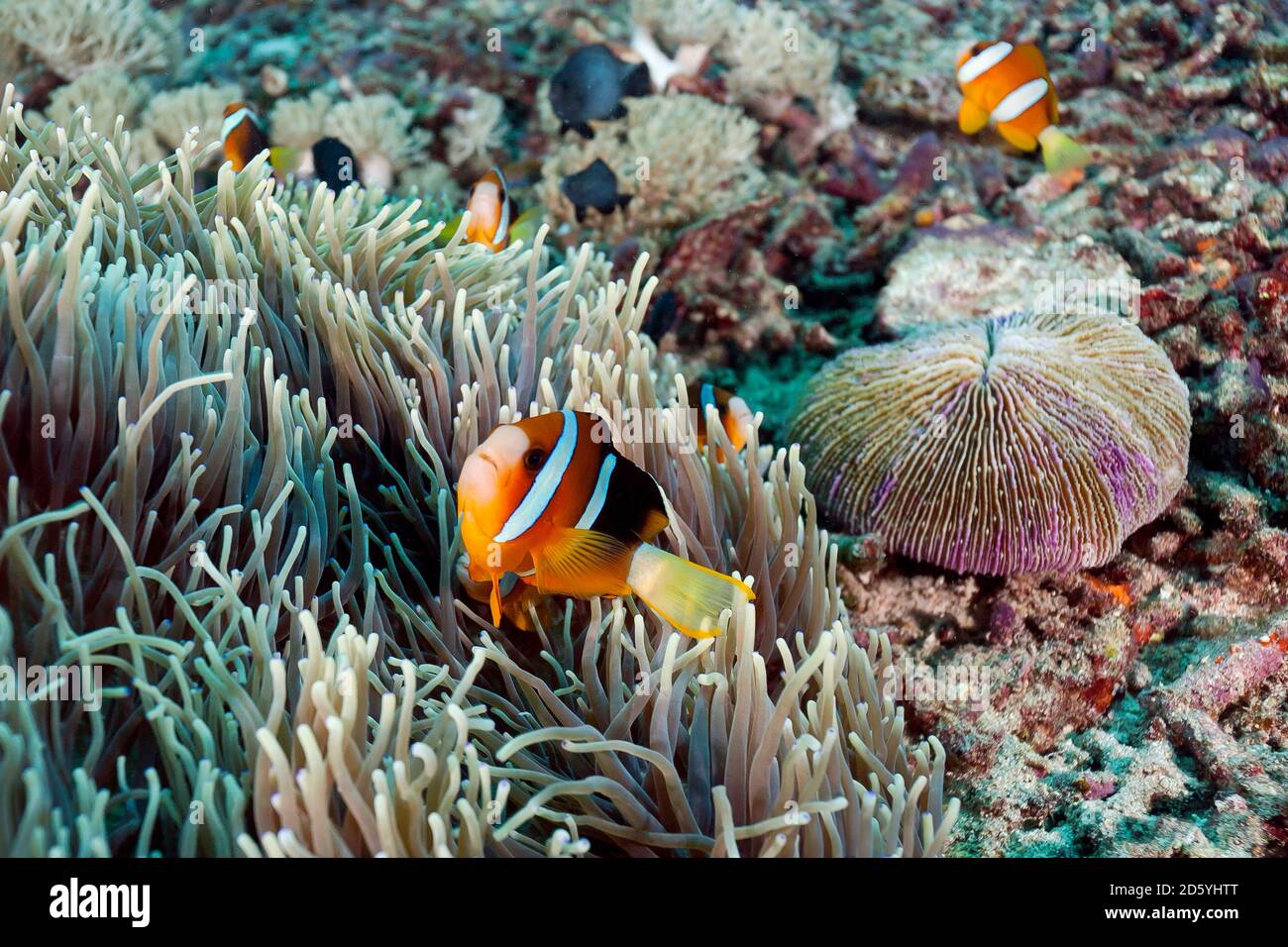 Indonésie, Bali, Nusa Lembongan, anemonefish de Clark, Amphiprion clarkii Banque D'Images