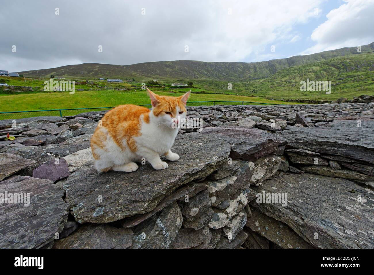 L'Irlande, le comté de Kerry, près de Waterville, Fort Lothaire, cat assis sur des pierres Banque D'Images