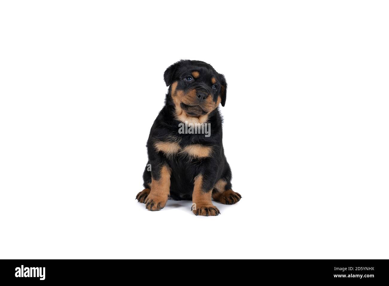 Un magnifique chiot Rottweiler, âgé de cinq semaines, tourné en studio isolé en blanc Banque D'Images