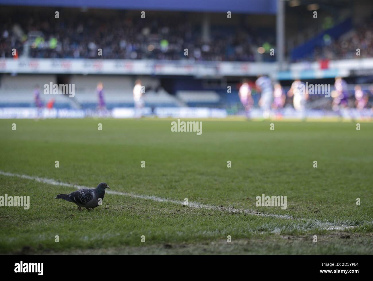Un pigeon recherche de la nourriture sur le terrain pendant le match du championnat Sky Bet entre Queens Park Rangers et Bolton Wanderers à Loftus Road, Londres Banque D'Images