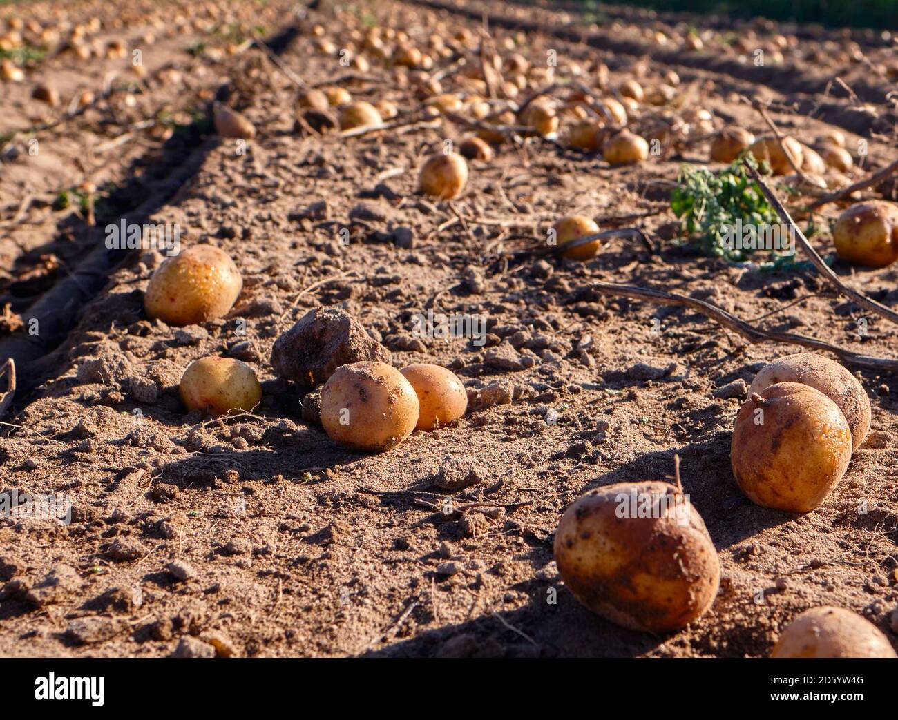 otato récolte au soleil en automne, pommes de terre fraîches biologiques dans le champ. Banque D'Images