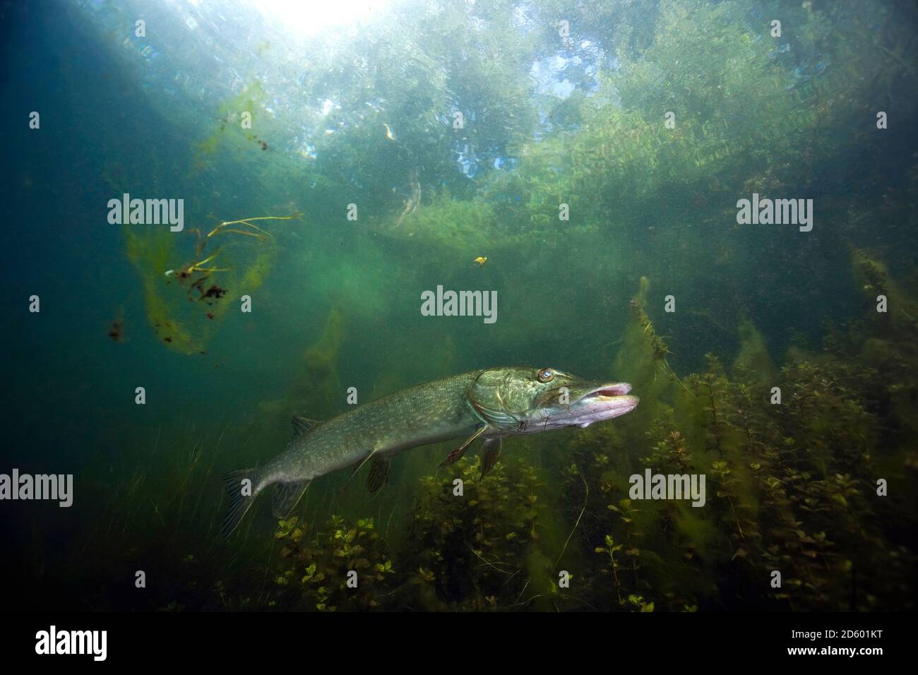 L'Allemagne, la Bavière, le grand brochet dans un lac Banque D'Images