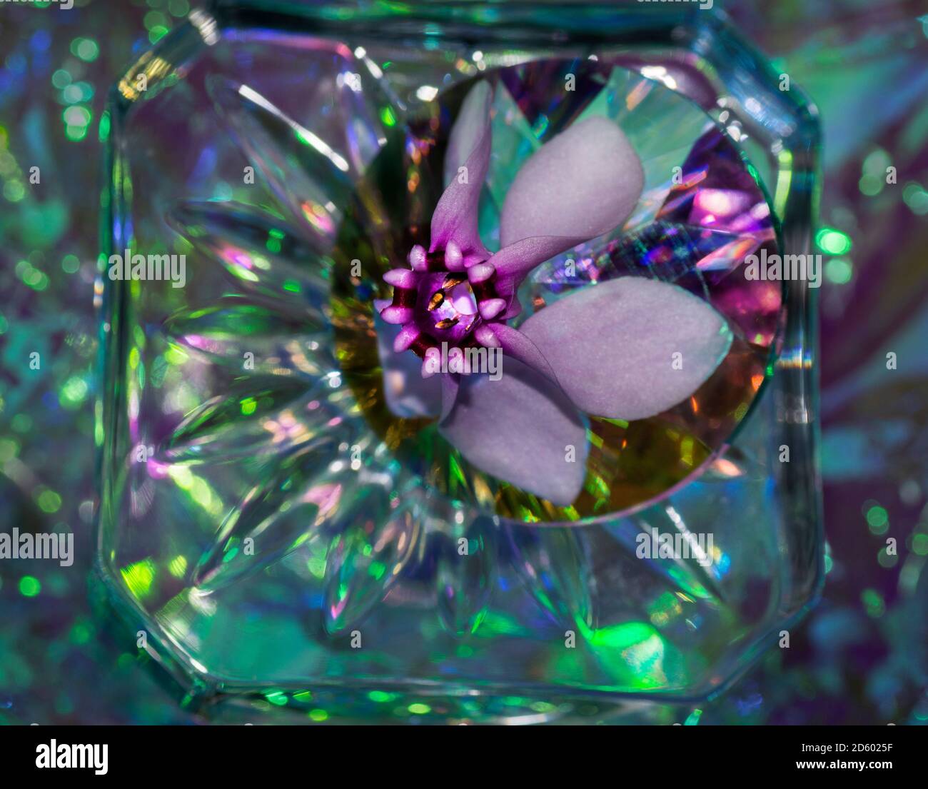 Résumé de fleur de cyclamen avec verre et cristal. La réfraction de la lumière montrant toutes les couleurs d'un arc-en-ciel Banque D'Images