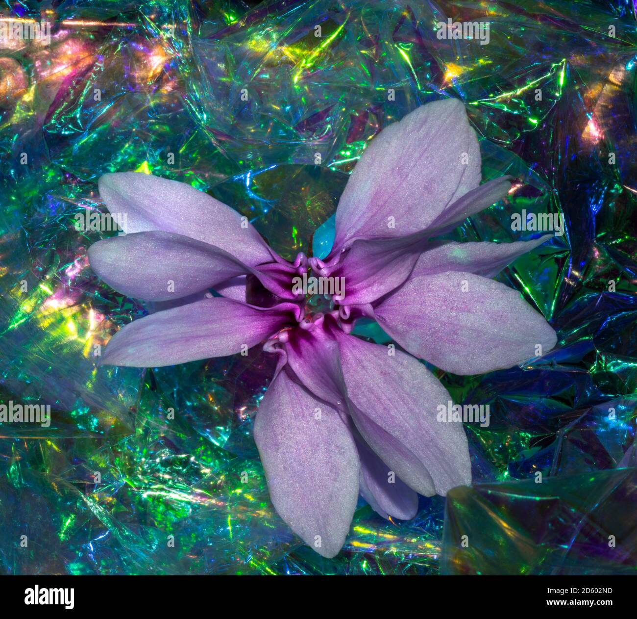 Résumé de fleur de cyclamen avec verre et cristal. La réfraction de la lumière montrant toutes les couleurs d'un arc-en-ciel Banque D'Images