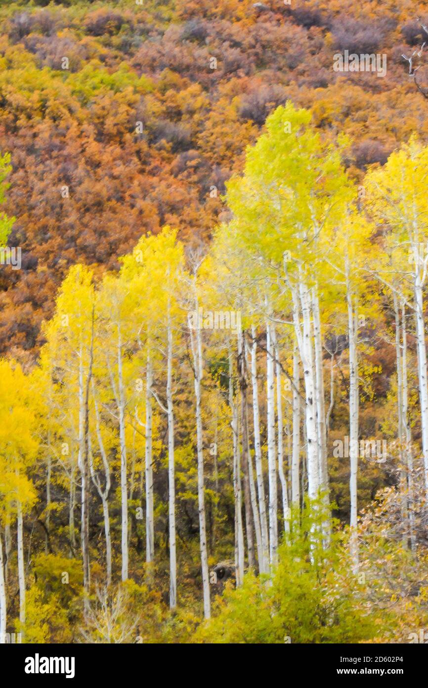 Quelques clones d'Aspen de Quycing contre une pente couverte dans la petite brosse en chêne de broussailles, toutes dans les couleurs vives de l'automne, dans les montagnes de la Sal, Uta Banque D'Images