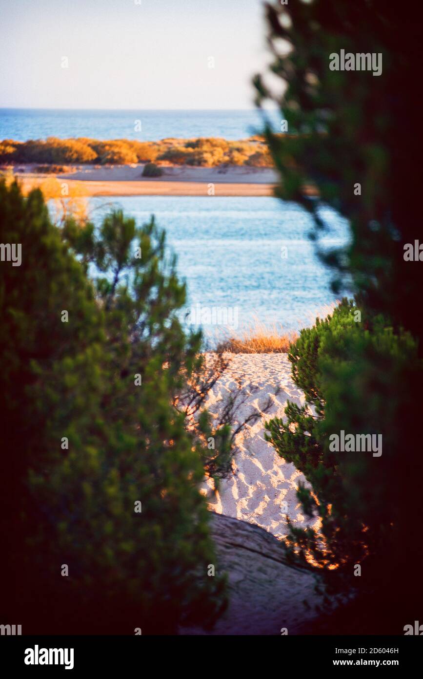 Espagne, Andalousie, Huelva, vue sur la mer à travers les arbres Banque D'Images