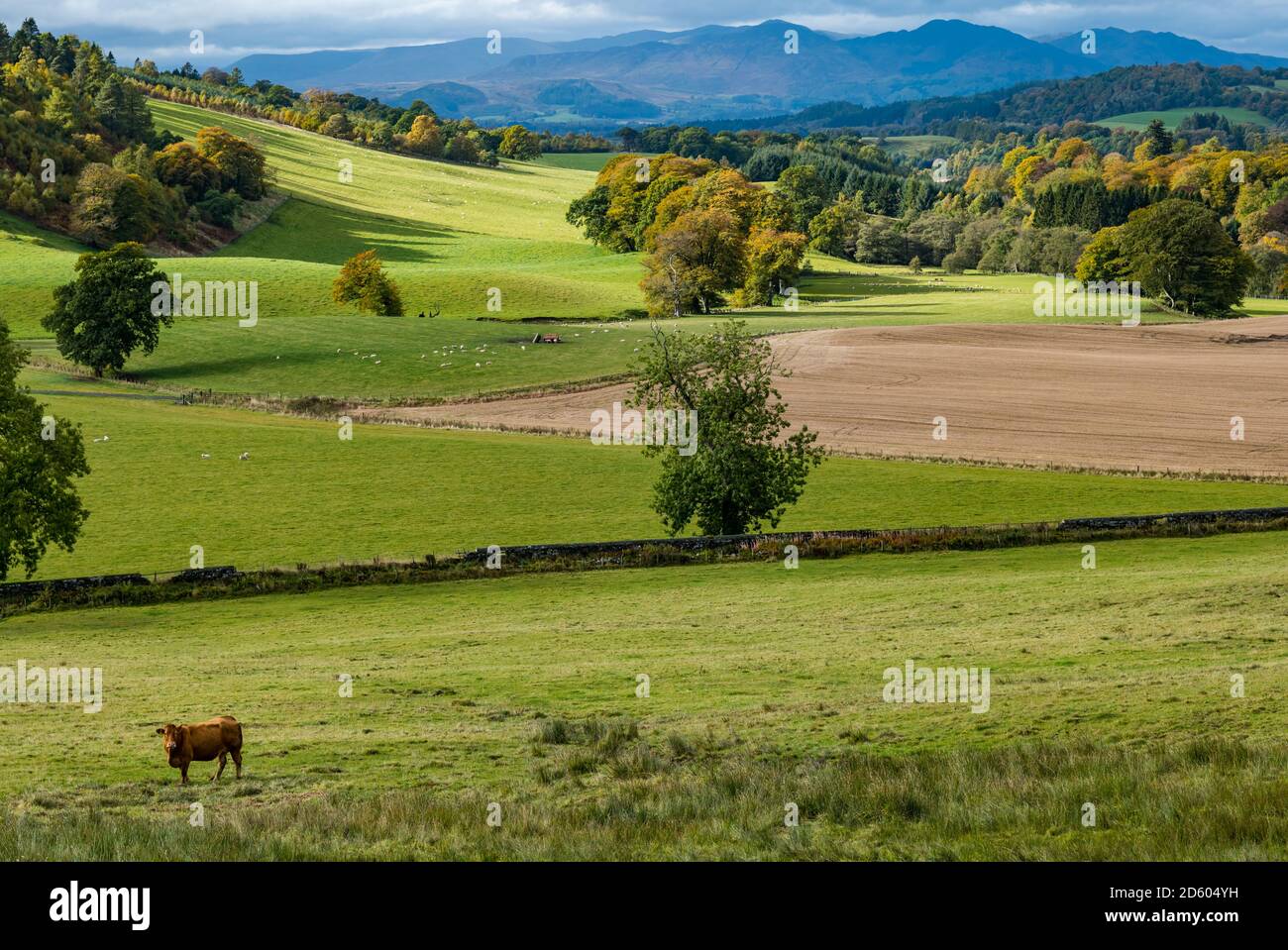 Perthshire, Écosse, Royaume-Uni, 14 octobre 2020. Météo au Royaume-Uni : couleurs d'automne. Les arbres du Perthshire arborent de superbes couleurs or et orange lors d'une journée qui alternait entre la pluie et le soleil. Photo : vallée d'Ochreason à travers le domaine de Monzie avec une vache Banque D'Images