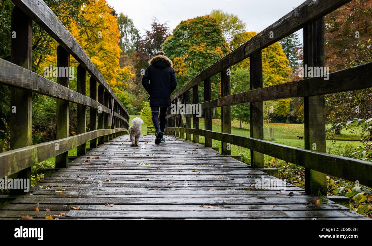 Perthshire, Écosse, Royaume-Uni, 14 octobre 2020. Météo au Royaume-Uni : couleurs d'automne. Les arbres du Perthshire arborent de superbes couleurs or et orange lors d'une journée qui alternait entre la pluie et le soleil. Photo : arbres d'automne dans le parc MacRosty, le parc Mungall ou le parc Taylor, Crieff alors qu'un jeune homme marche son chien au-dessus d'une passerelle piétonne en bois Banque D'Images