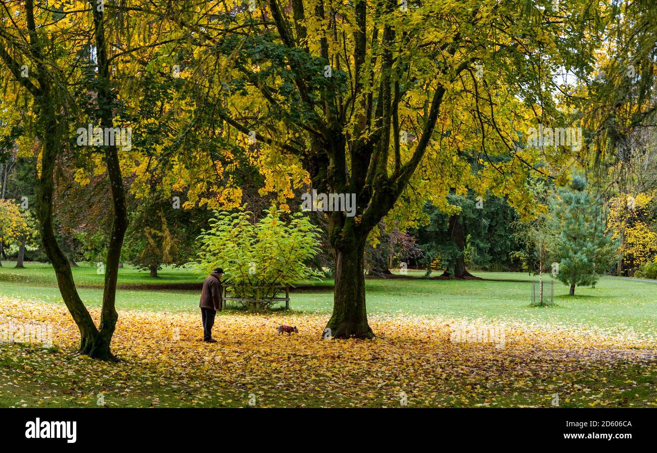 Perthshire, Écosse, Royaume-Uni, 14 octobre 2020. Météo au Royaume-Uni : couleurs d'automne. Les arbres du Perthshire arborent de superbes couleurs or et orange lors d'une journée qui alternait entre la pluie et le soleil. Photo : arbres d'automne avec des feuilles d'automne couvrant le sol pendant qu'un homme marche son chien dans le parc MacRosty ou Taylor Banque D'Images