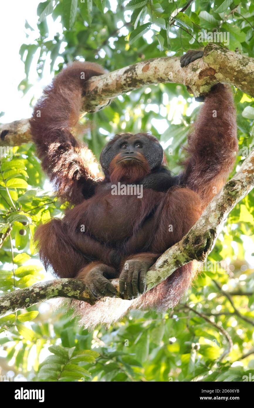 Malaisie, Bornéo, Sabah, Bornean orangutan, Pongo pygmaeus, homme Banque D'Images