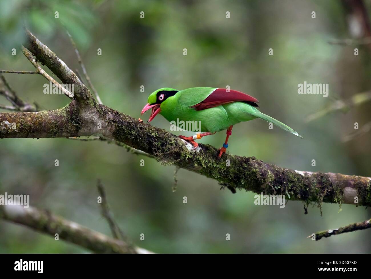 Malaisie, Bornéo, Sabah, Parc de Kinabalu, magpie verte de Bornean, Cissa jefferyi Banque D'Images