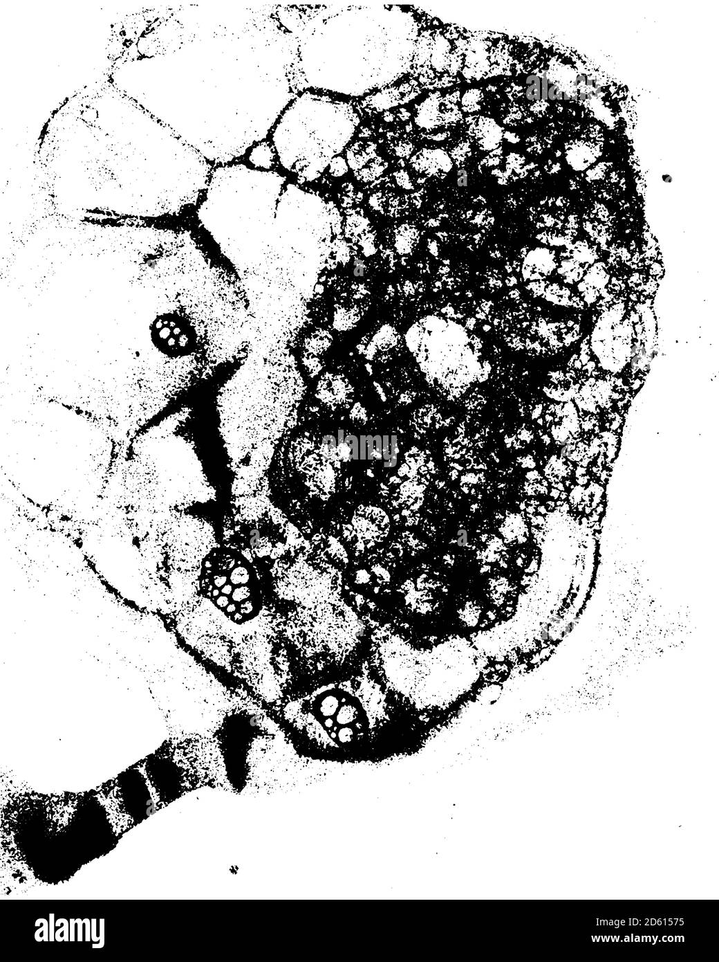 Texture de grunge vectorielle en noir et blanc Illustration de Vecteur