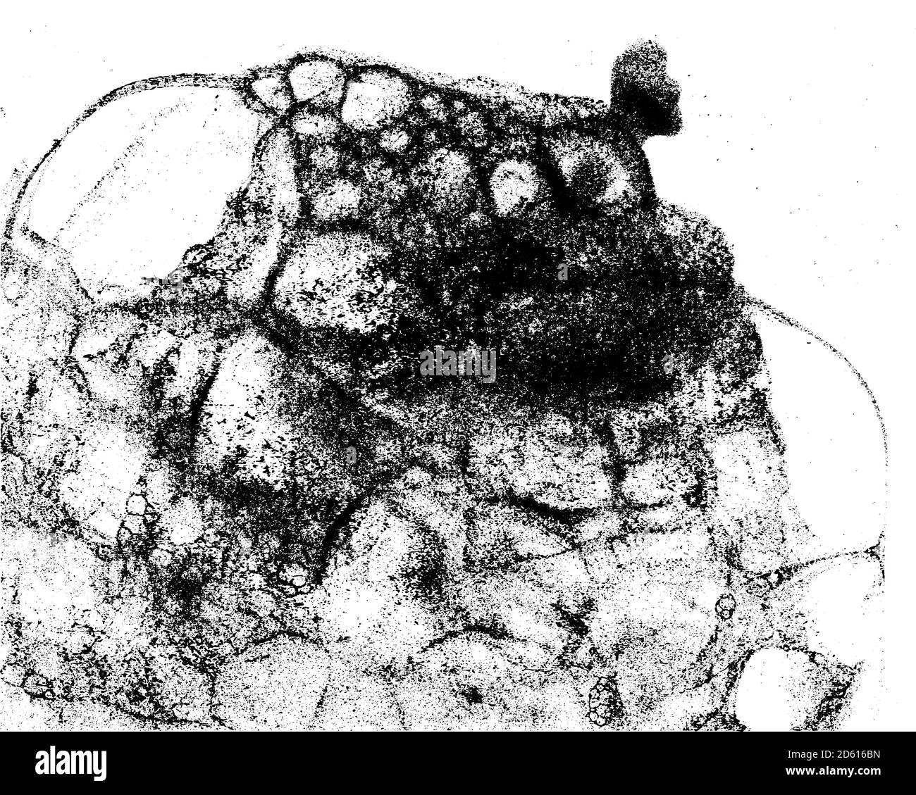 Texture de grunge vectorielle en noir et blanc Illustration de Vecteur