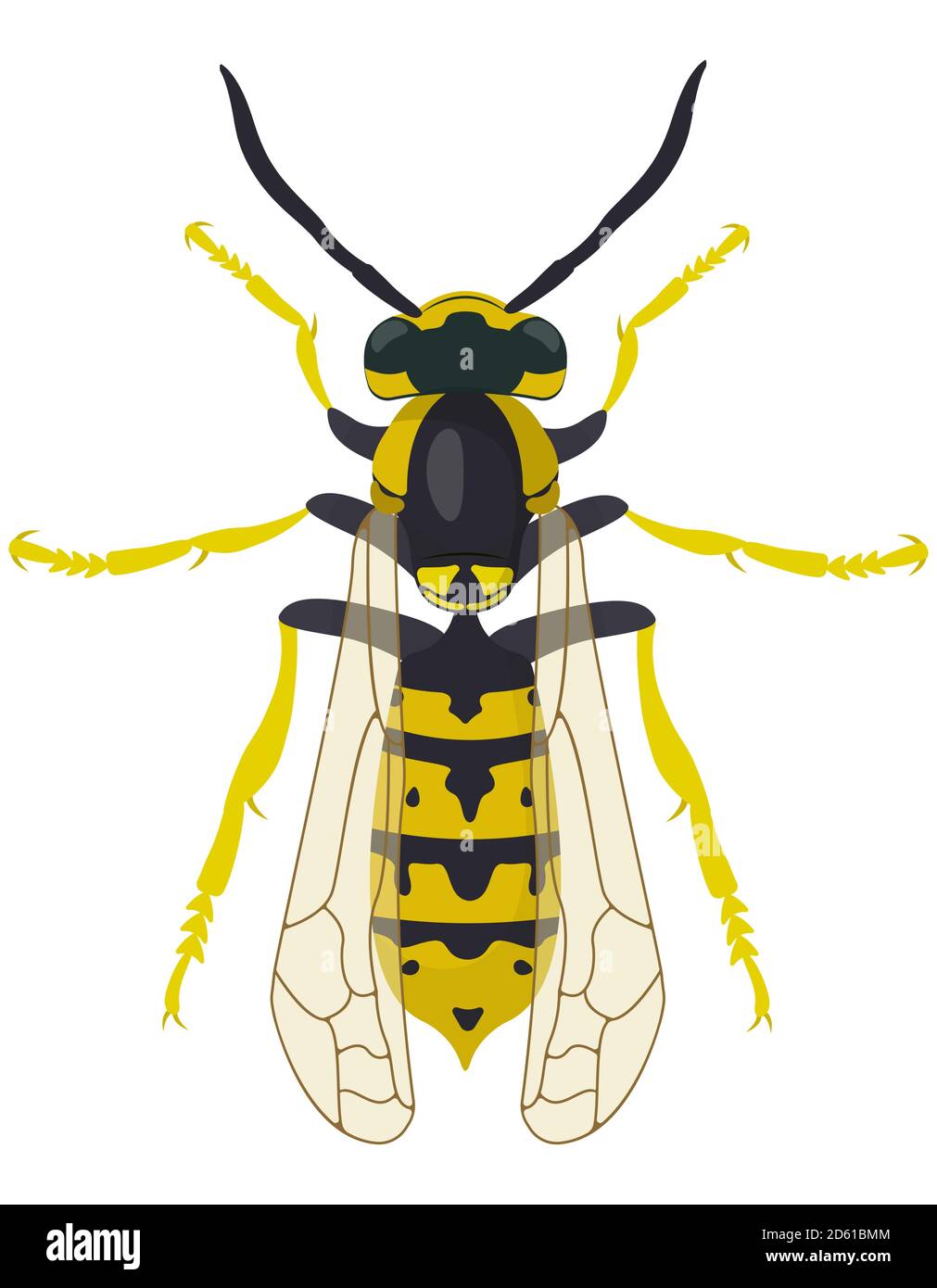 Vue du dessus du Wasp. Insecte dans le style de dessin animé. Illustration de Vecteur