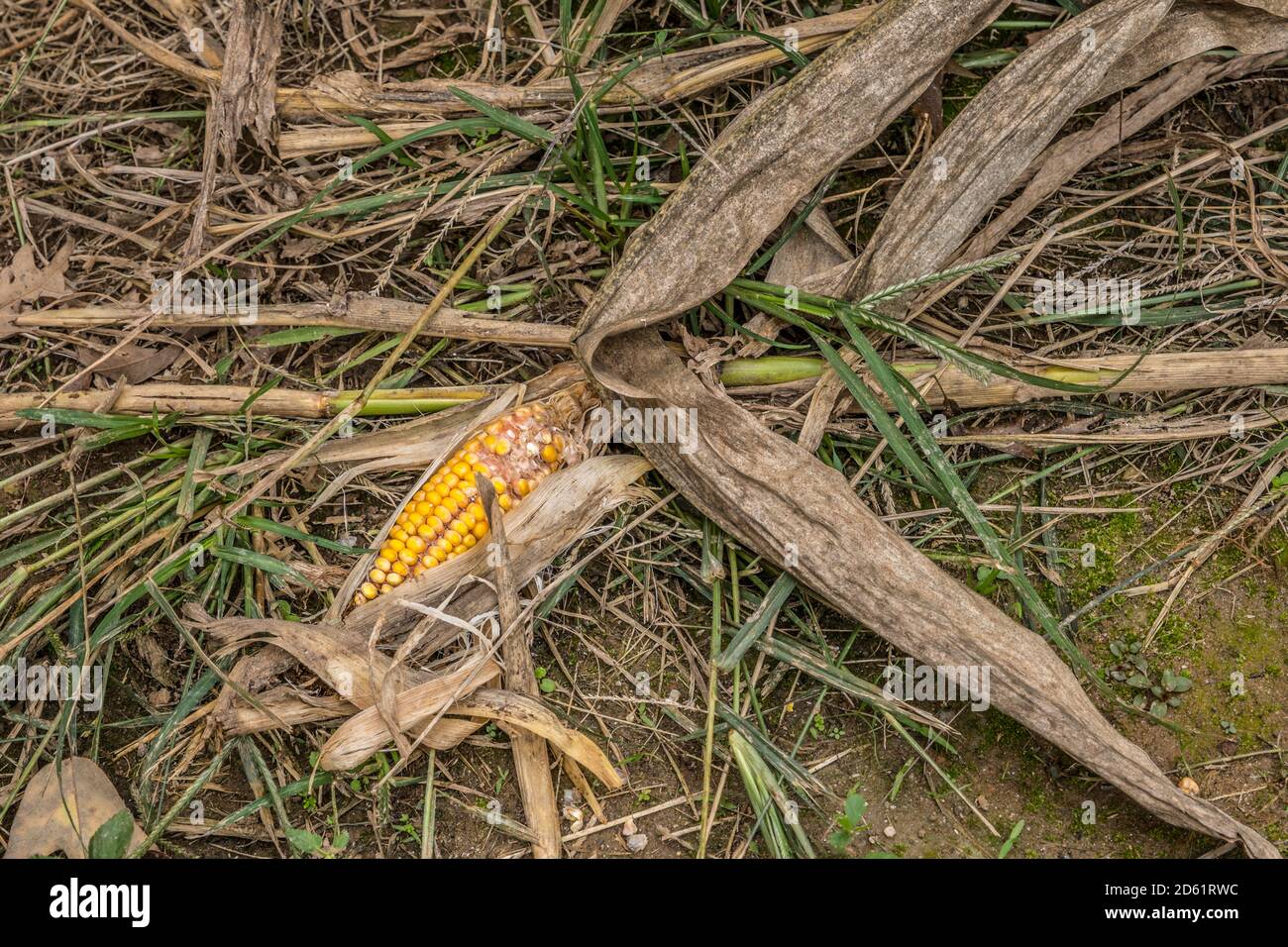 Oreille de maïs encore dans la cosse partiellement exposée ponte sur le sol avec les tiges et les glands après le récolte des champs de maïs Banque D'Images