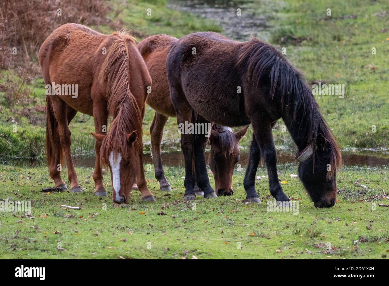 Godshill, Fordingbridge, New Forest, Hampshire, UK, 14 octobre, Météo : trois têtes sont meilleures qu'une quand il y a un pâturage sérieux à faire pour ces poneys de la Nouvelle forêt. Un après-midi frais mais largement ensoleillé dans le sud du parc national de l'Angleterre. Crédit : Paul Biggins/Alamy Live News Banque D'Images Godshill, Fordingbridge, New Forest, Hampshire, UK, 14 octobre, Météo : trois têtes sont meilleures qu'une quand il y a un pâturage sérieux à faire pour ces poneys de la Nouvelle forêt. Un après-midi frais mais largement ensoleillé dans le sud du parc national de l'Angleterre. Crédit : Paul Biggins/Alamy Live News Banque D'Images